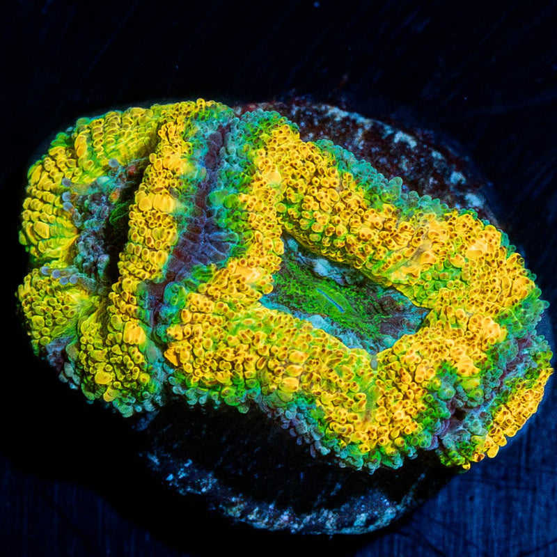Thor's Hammer Acan Micromussa
