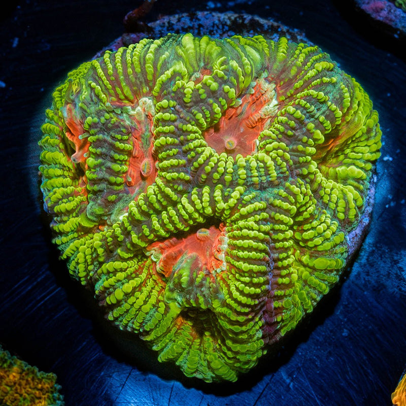 Hypnotic Favia