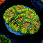 Hypnotic Favia - riptide aquaculture llc