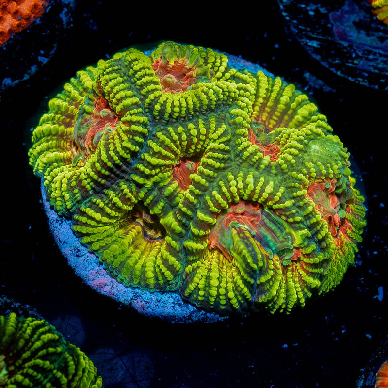 Hypnotic Favia