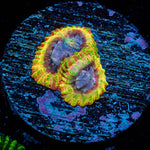Ultron Favia - riptide aquaculture llc