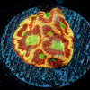 Conflict Diamond FAvia - riptide aquaculture llc