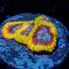 Ultron Favia - riptide aquaculture llc