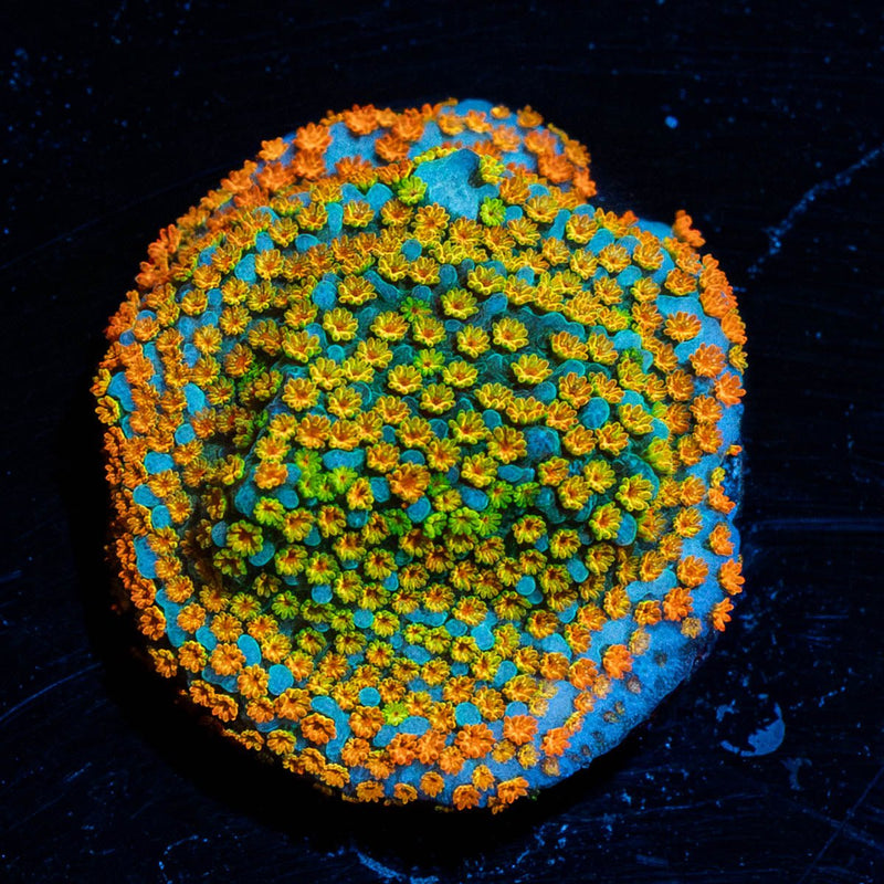 Rainbow Montipora