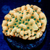 Alter Ego Montipora - riptide aquaculture llc