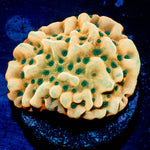 Alter Ego Montipora - riptide aquaculture llc