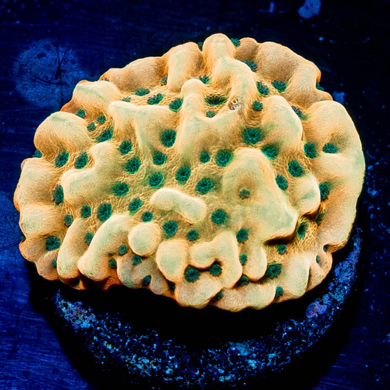 Alter Ego Montipora