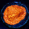 Mega Chrome Montipora - riptide aquaculture llc