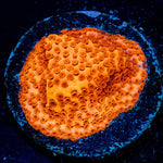 Mega Chrome Montipora - riptide aquaculture llc