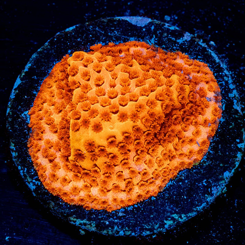 Mega Chrome Montipora