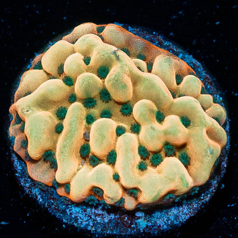 Alter Ego Montipora