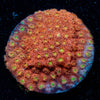 Bling Bling Cyphastrea - riptide aquaculture llc