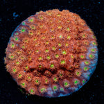 Bling Bling Cyphastrea - riptide aquaculture llc