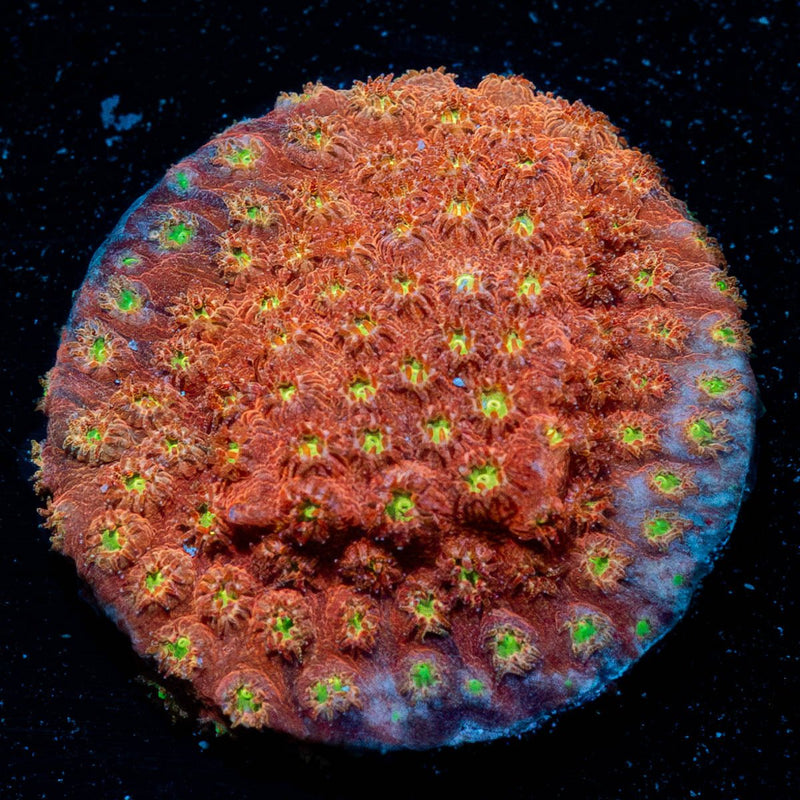 Bling Bling Cyphastrea