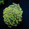 Assorted Rainbow Hammer - riptide aquaculture llc