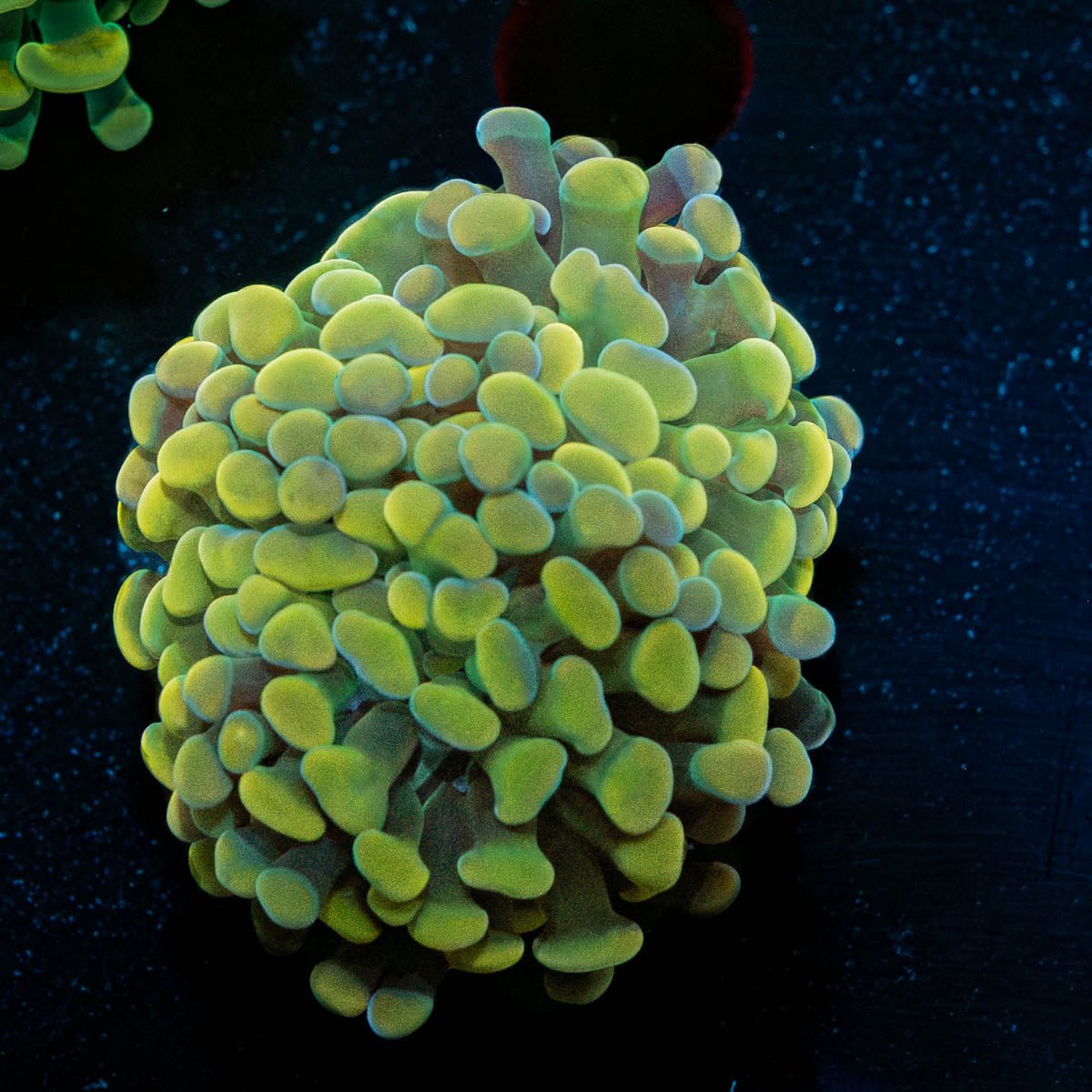 Assorted Rainbow Hammer - riptide aquaculture llc