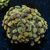 Assorted Rainbow Hammer - riptide aquaculture llc