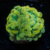 Assorted Rainbow Hammer - riptide aquaculture llc