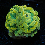Assorted Rainbow Hammer - riptide aquaculture llc