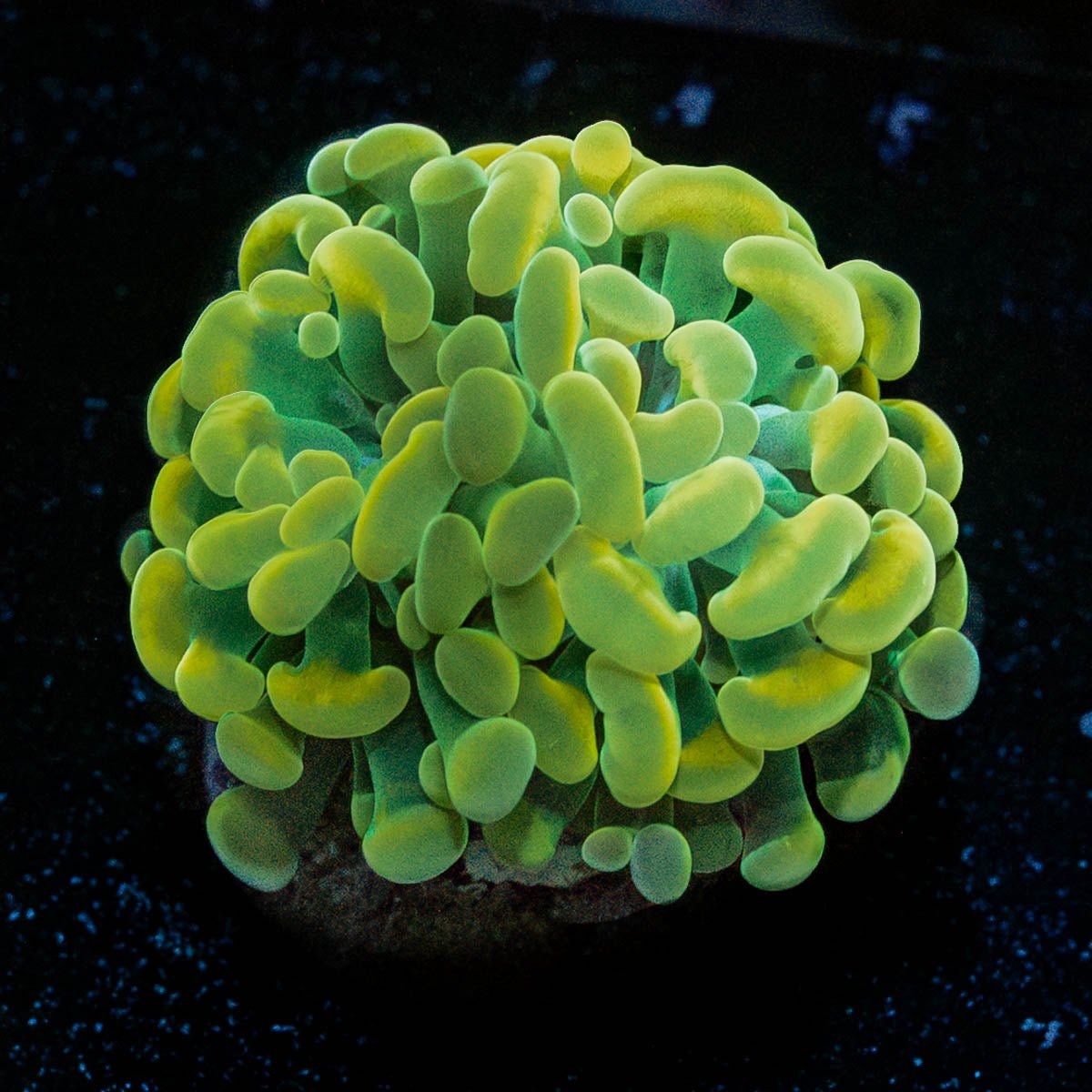 Assorted Rainbow Hammer - riptide aquaculture llc
