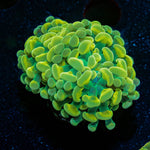 Assorted Rainbow Hammer - riptide aquaculture llc