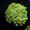 Assorted Rainbow Hammer - riptide aquaculture llc