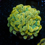 Assorted Rainbow Hammer - riptide aquaculture llc