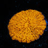 Orange Plate Fungia - riptide aquaculture llc