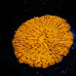 Orange Plate Fungia - riptide aquaculture llc