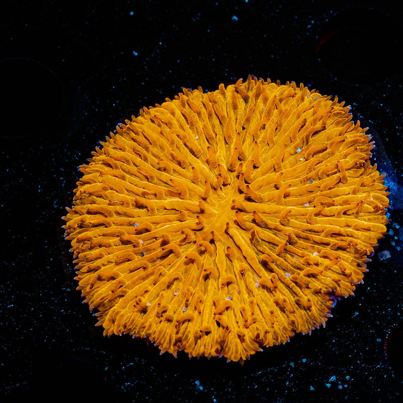 Orange Plate Fungia