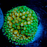 Florida Ricordea Mushroom 