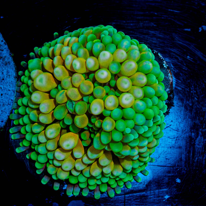 Florida Ricordea Mushroom