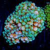 Florida Ricordea Mushroom 