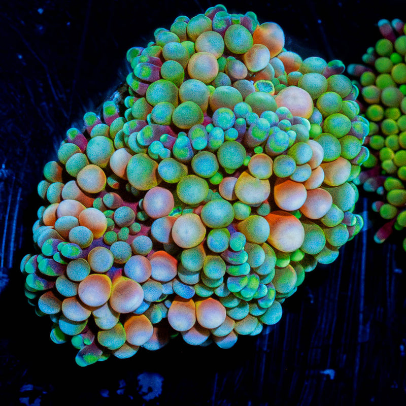 Florida Ricordea Mushroom