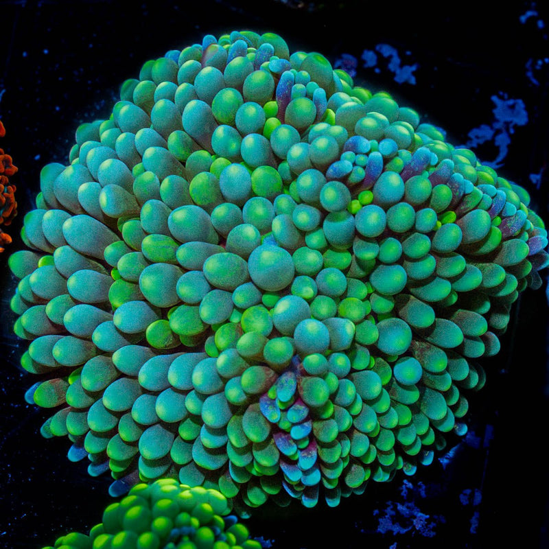 Florida Ricordea Mushroom
