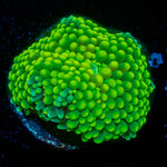 Florida Ricordea Mushroom 