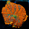 Florida Ricordea Mushroom 