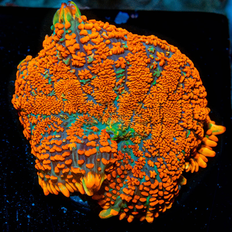 Florida Ricordea Mushroom