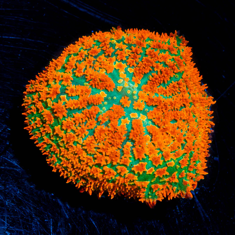 Atomic Fireball Mushroom