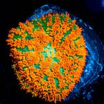 Atomic Fireball Mushroom 