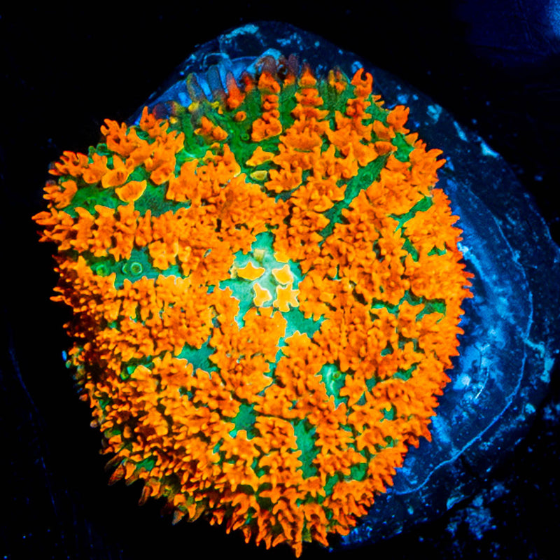 Atomic Fireball Mushroom