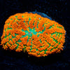 Atomic Fireball Mushroom 