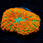 Atomic Fireball Mushroom 