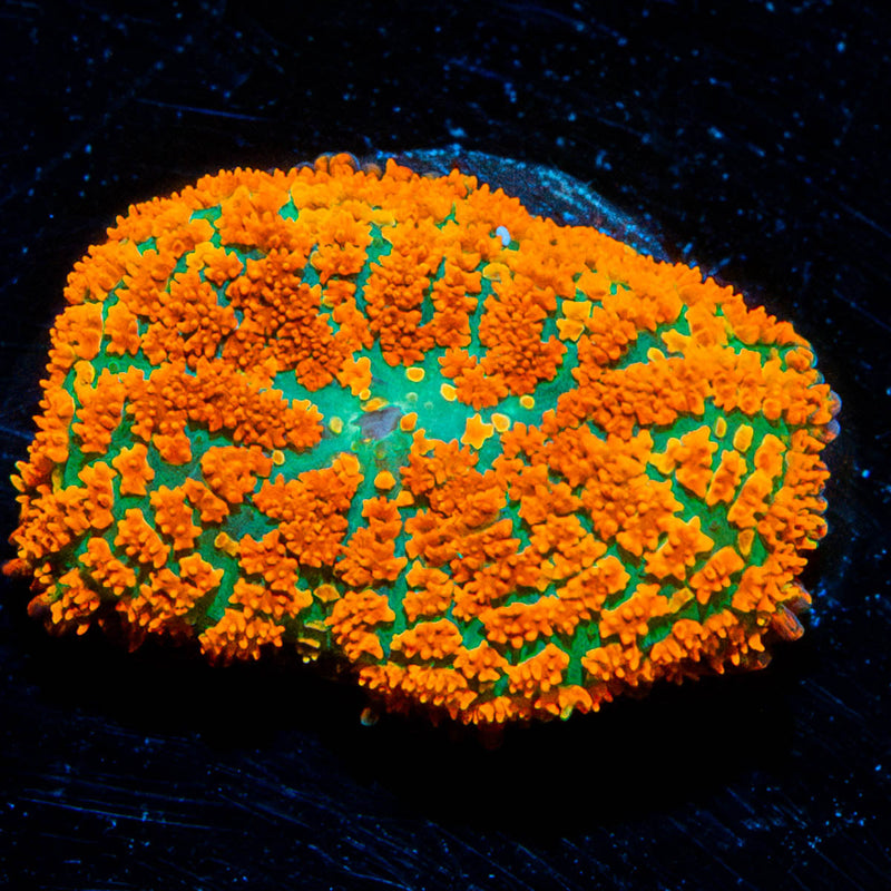 Atomic Fireball Mushroom