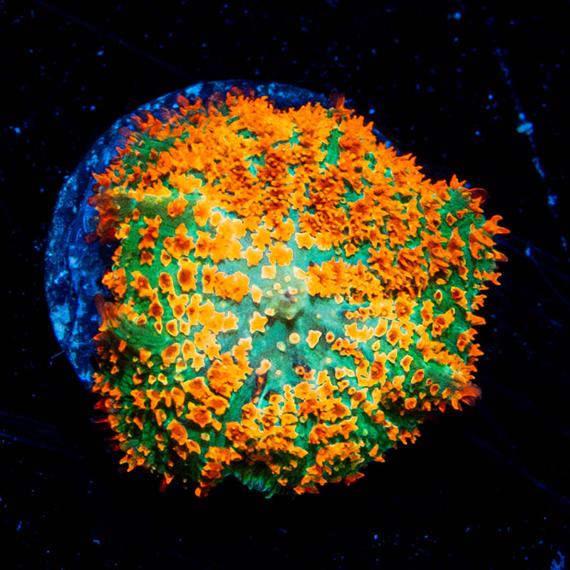 Atomic Fireball Mushroom