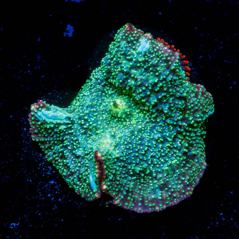 Lunar Interstellar Mushroom