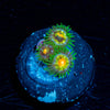 Daisy Cutters Zoanthid 