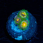 Daisy Cutters Zoanthid 