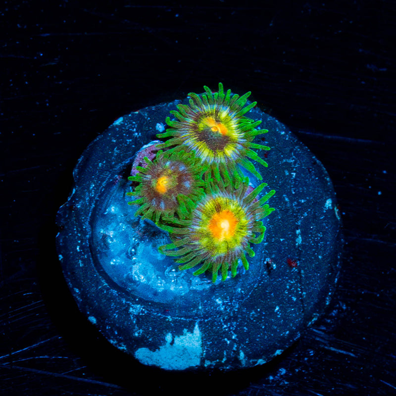 Daisy Cutters Zoanthid