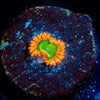 Electric Oompa Loompa Zoanthids